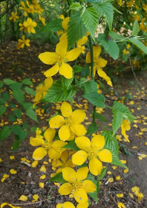 重瓣棣棠花的花语（盛放的幸福与美丽）