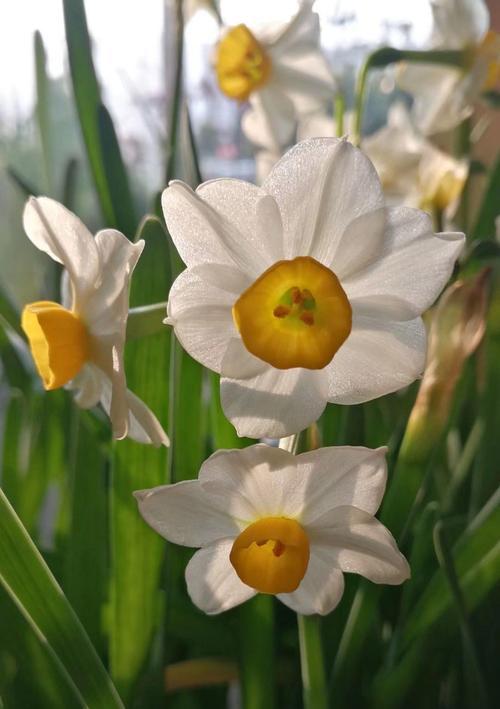 水仙花的象征意义（探究水仙花作为文化符号和美学象征的含义）