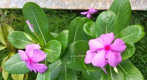 长春花花语（探秘长春花的多彩内涵）