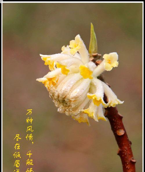 结香花花语——祝福与感恩的象征（结香花的寓意和文化内涵）