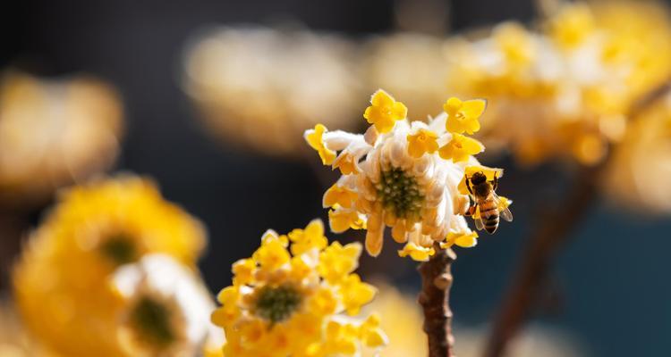 结香花花语——祝福与感恩的象征（结香花的寓意和文化内涵）