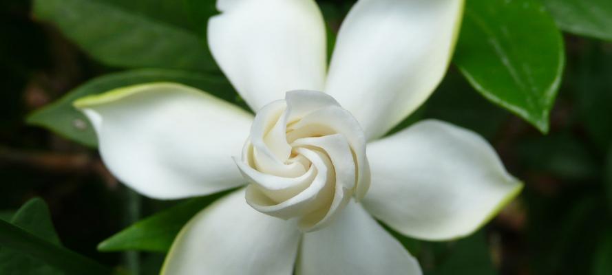 栀子花的花语与神话故事（栀子花的传说、象征意义及文化价值）