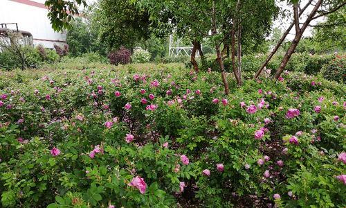 耐盐碱植物——在极端环境中生存的勇士（探秘这些植物的适应性和应用前景）