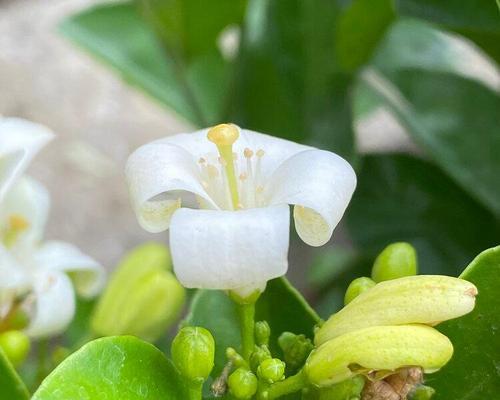 七里香的花语（揭秘七里香的花语及象征意义）