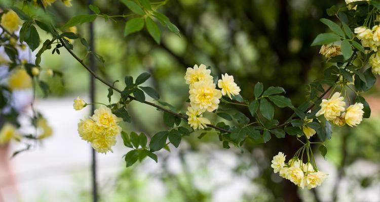 七里香的花语（揭秘七里香的花语及象征意义）