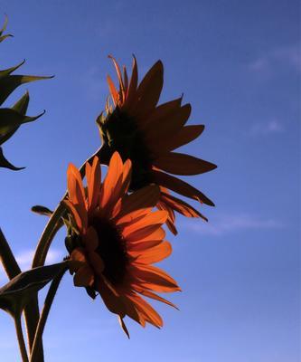 太阳花的花语与寓意（光芒万丈、坚定不移的爱）