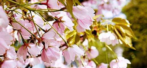 樱花的花语（用花语解读樱花的神秘）