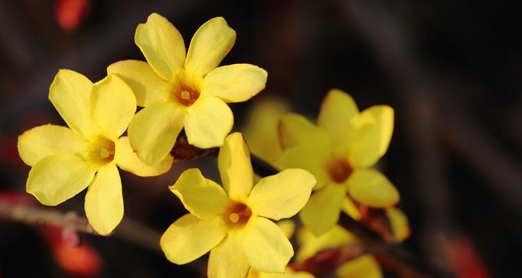 迎春花的花语剖析（揭秘迎春花的意义，从心灵到生活）