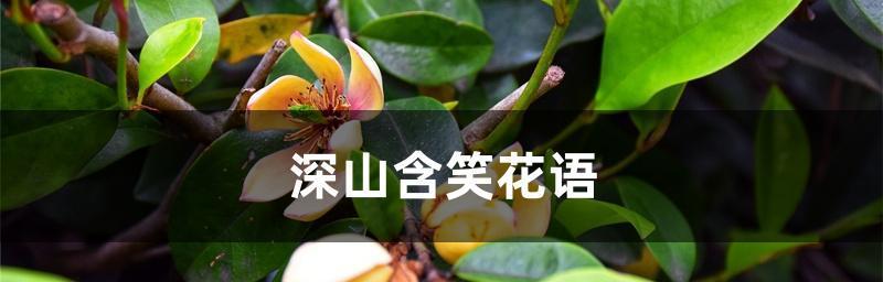 深山含笑花语的含义与传说（神秘而又美丽的深山含笑，其花语让人迷惑不解）