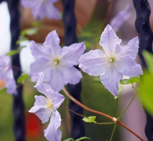 铁线莲的花语（探索铁线莲的花语含义及文化价值）