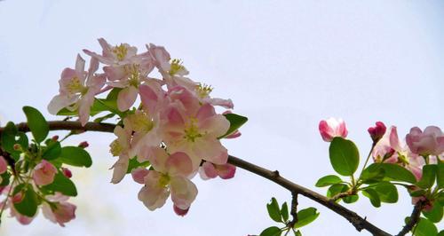 海棠花情爱缘起（婉约花语传递浓浓爱意）