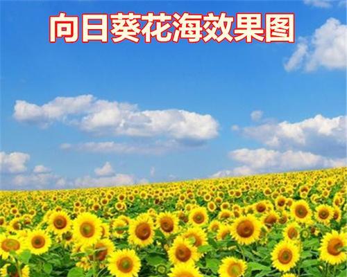 太阳花种子的种植技巧（从选择、播种到成长，全方位指导太阳花的种植过程）