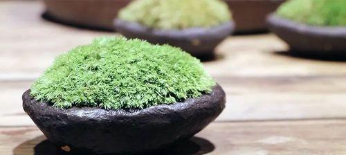 苔藓植物的生长与发展（为什么苔藓植物长不高？如何促进其生长？）