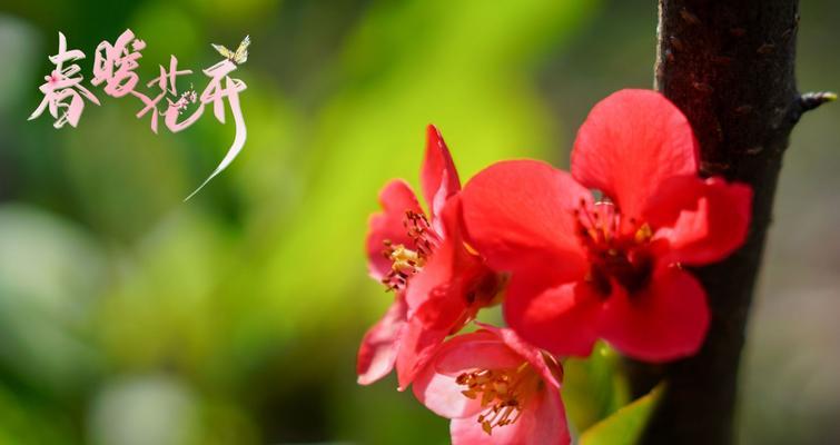 春天开的花（花语美好）