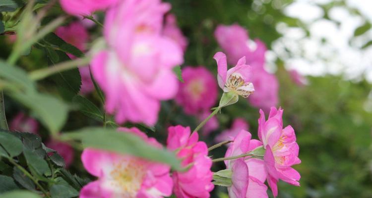 蔷薇花种植全攻略（掌握种植时间，轻松打造迷人花园）