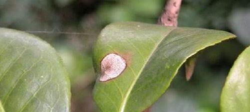 养殖茶花需知（从蚜虫到螨虫，如何避免茶花遭受虫害）