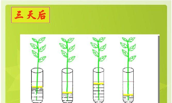 茎的神奇之处（揭开植物身体组成之谜）