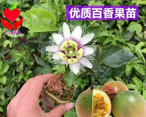 西蕃莲种植方法详解（了解西蕃莲的生长习性，做好栽培准备）