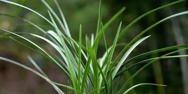 解读兰花开花时间的奥秘（探寻兰花开花规律，让你的兰花常年开放）