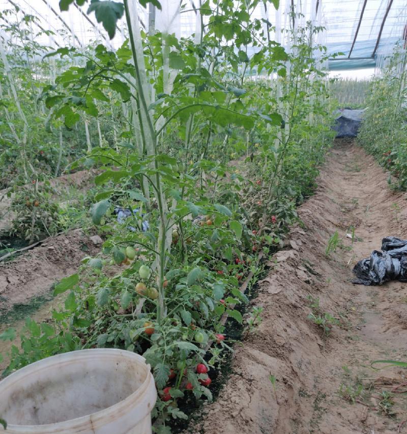 如何种植圣女果——让你的口腹生香（轻松入手，简易种植，甘甜可口，让你获得丰收的秘籍）