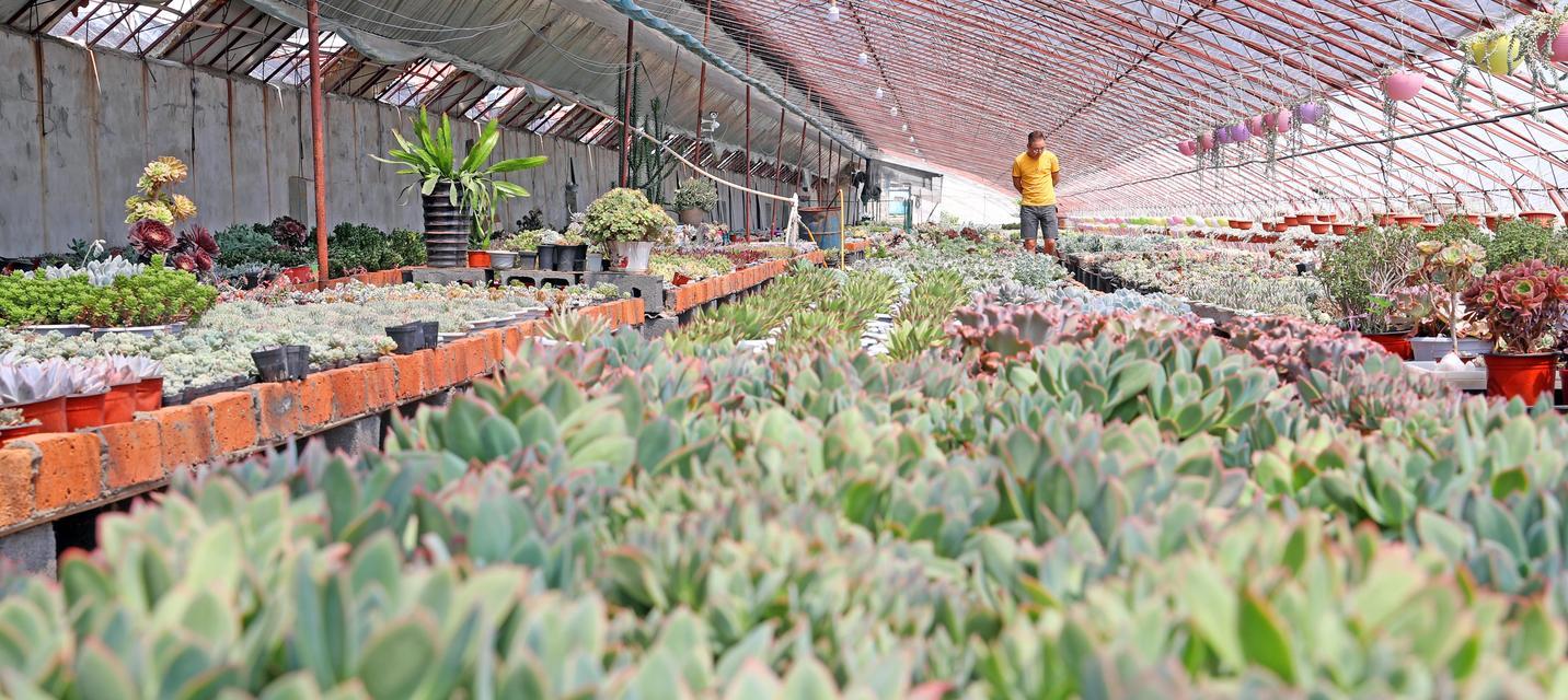 多肉植物的种植与养护（打造绿色世界，从多肉开始）