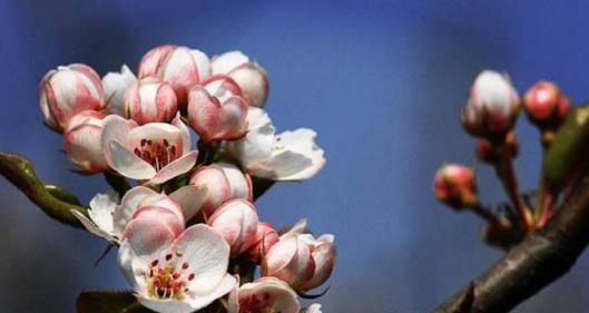 梨花花期及其特点（探究梨花的开花时间、花色与习性）