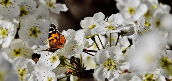 梨花花期及其特点（探究梨花的开花时间、花色与习性）