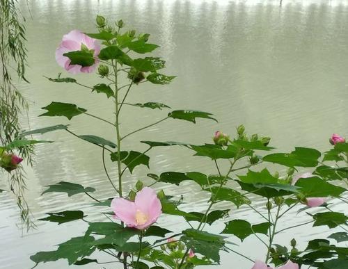 如何正确上盆芙蓉花（芙蓉花上盆步骤详解，让你的花盆充满生机）