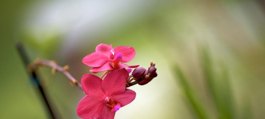 春天的花朵——缤纷绽放（探寻春天的花海，领略大自然的美丽）