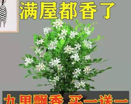 九里香——易养活的多肉植物（美丽多姿的九里香，只需简单的照顾，就能生长茁壮）