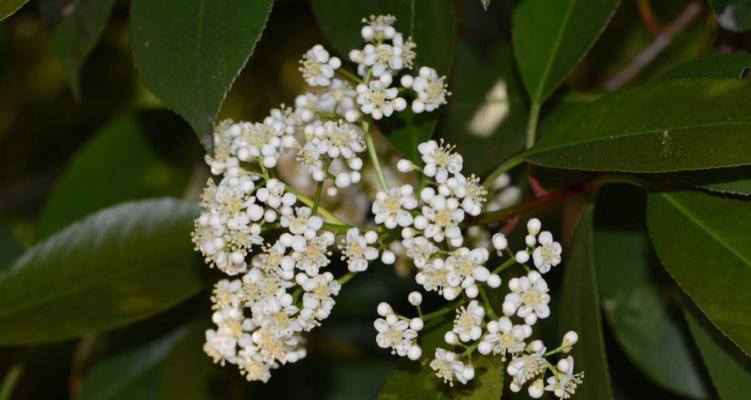 石楠花花语（探究石楠花的含义与象征，掌握花语文化的神韵）