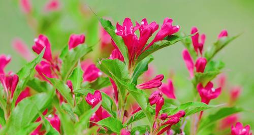 锦带花的花语与寓意（解读花卉中的心意——锦带花）