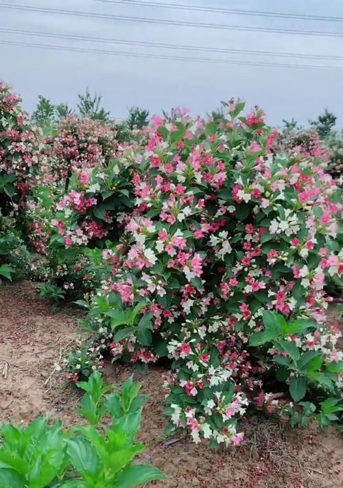 锦带花的花语与寓意（解读花卉中的心意——锦带花）