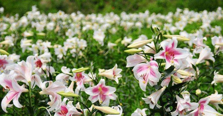 “花语之美——探寻八种花的含义”（从莲花到郁金香，美丽的语言背后的意义）