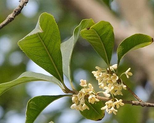 金桂花的花语及寓意（用花语诉说情感，金桂花恰如其分）