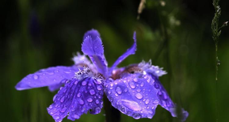 思念之花（揭秘花语是思念的那些花）