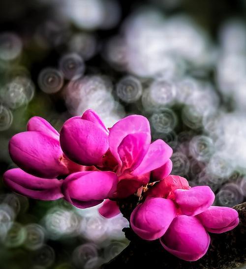 紫荆花花语解析（花语的含义、传承与魅力）