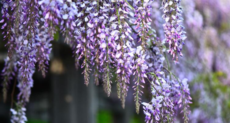 紫藤花的寓意和花语（探究紫藤花的意义和象征，了解紫藤花的文化背景）