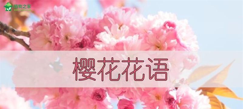 樱花之美——花语及象征意义（追寻樱花背后的意义，解读其美丽与神秘）