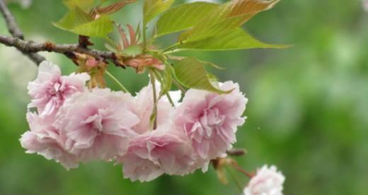 樱花之美——花语及象征意义（追寻樱花背后的意义，解读其美丽与神秘）