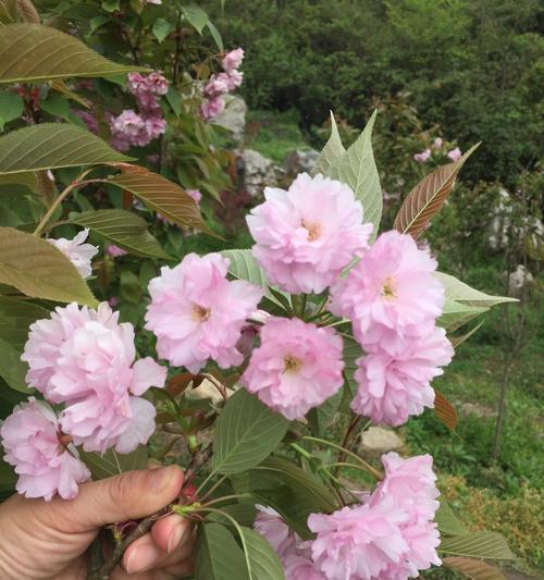 樱花之美——花语及象征意义（追寻樱花背后的意义，解读其美丽与神秘）