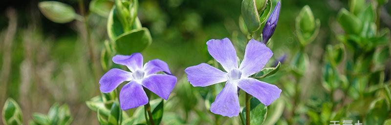 时钟花的花语（探究时钟花的象征意义与文化内涵）