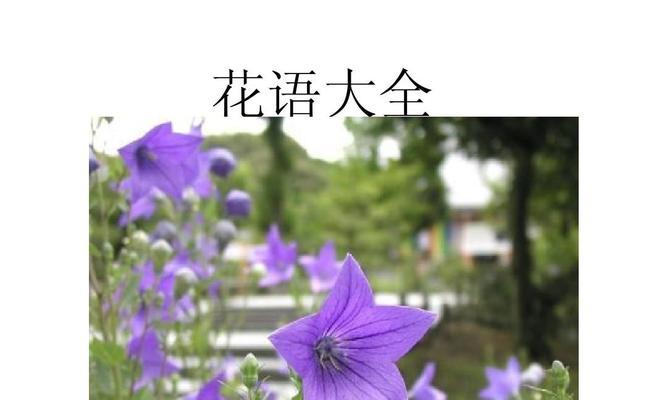 时钟花的花语（探究时钟花的象征意义与文化内涵）