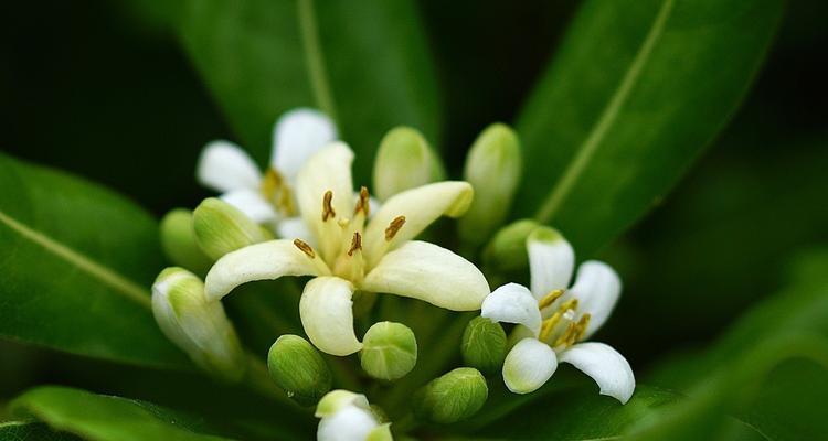 海棠花语（探寻海棠的深层含义）