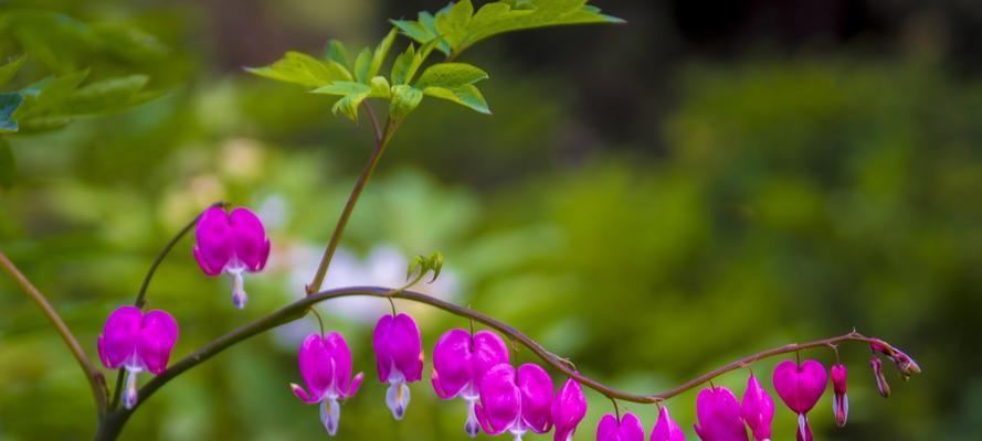 荷包牡丹的花语（传达美好祝福的“富贵花”）