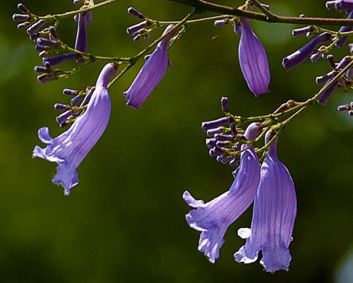 蓝花楹，美丽的“幸福树”（探寻蓝花楹的花语与含义，了解它的多重身份）