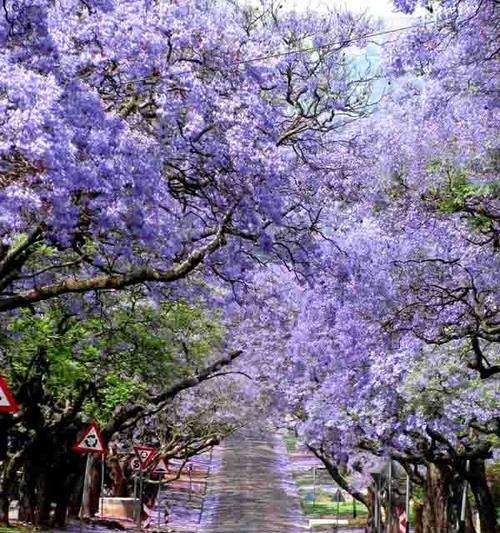 蓝花楹，美丽的“幸福树”（探寻蓝花楹的花语与含义，了解它的多重身份）