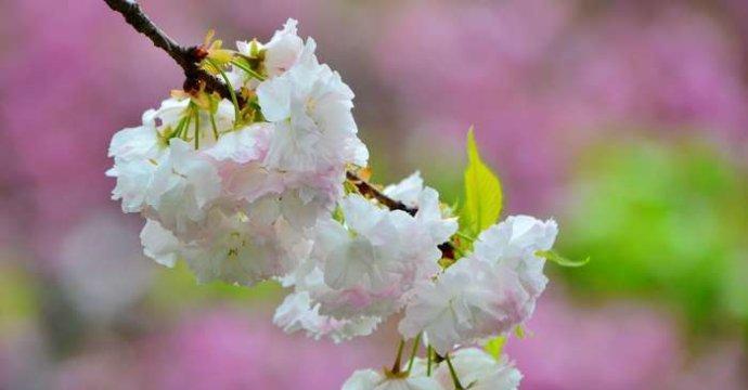 樱花（从花语到文化，浅析樱花在人们心中的地位）