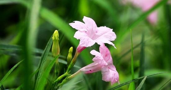 兰花的花语象征与寓意（探寻兰花的文化内涵）