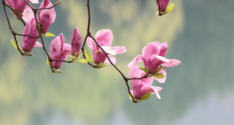 玉兰花的花语与寓意（传递永恒的美与纯真之心）